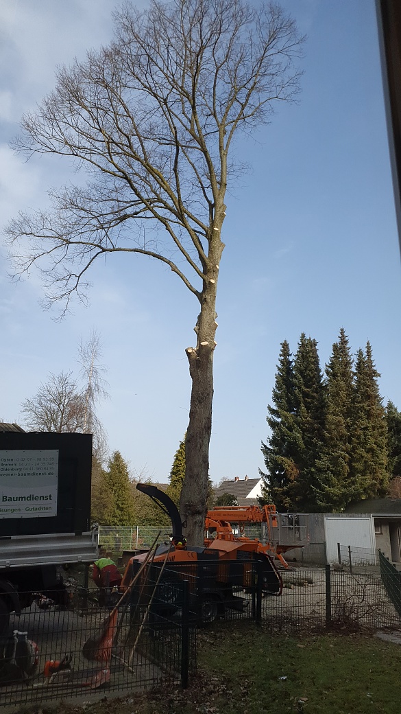 Die B&auml;ume werden gef&auml;llt 