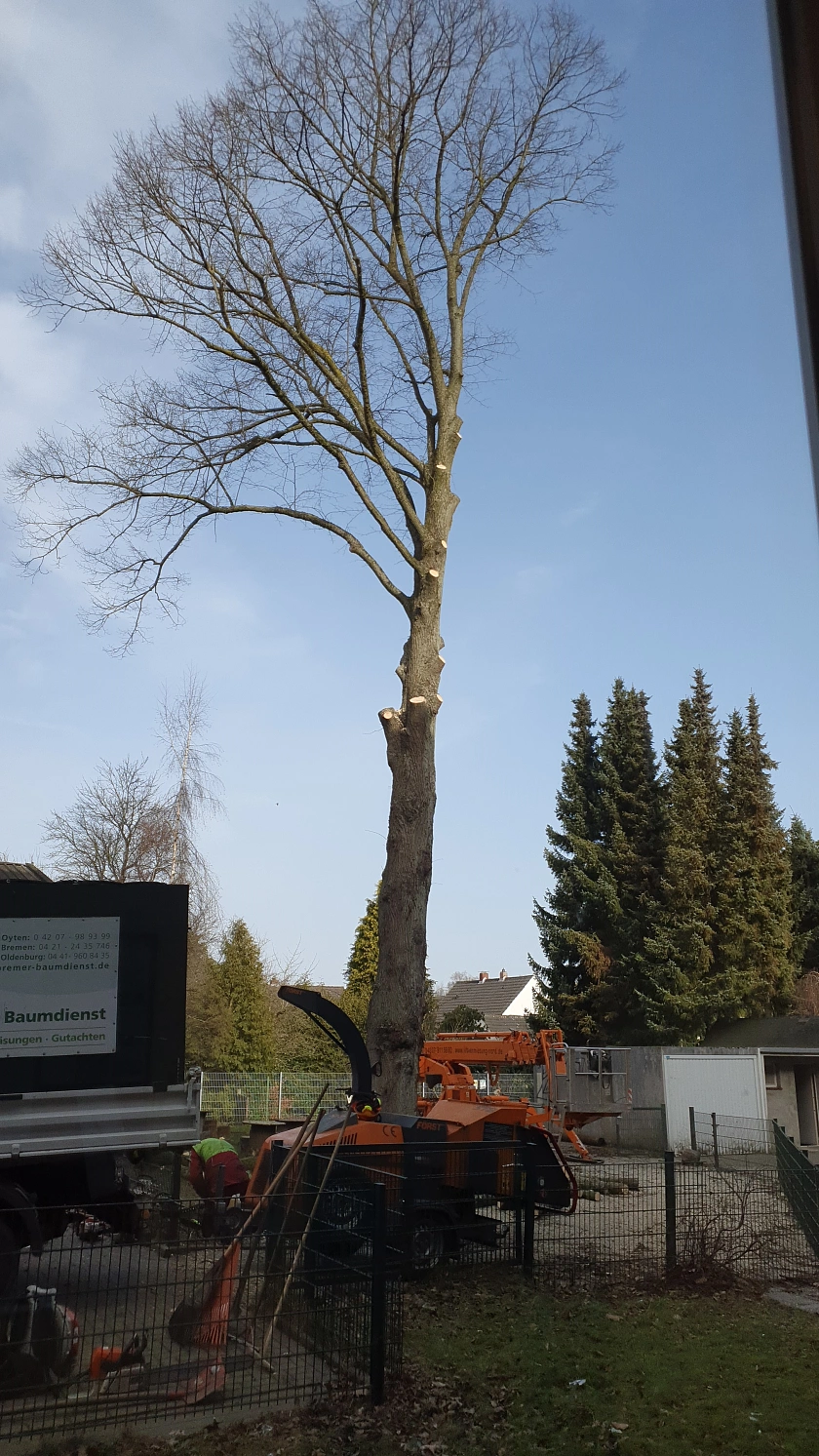 Die B&auml;ume werden gef&auml;llt 