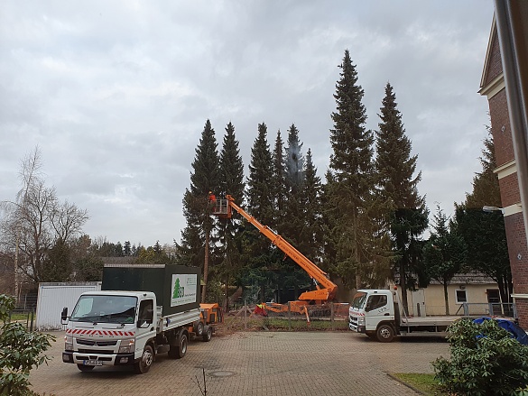 Baumf&auml;llarbeiten und Abriss